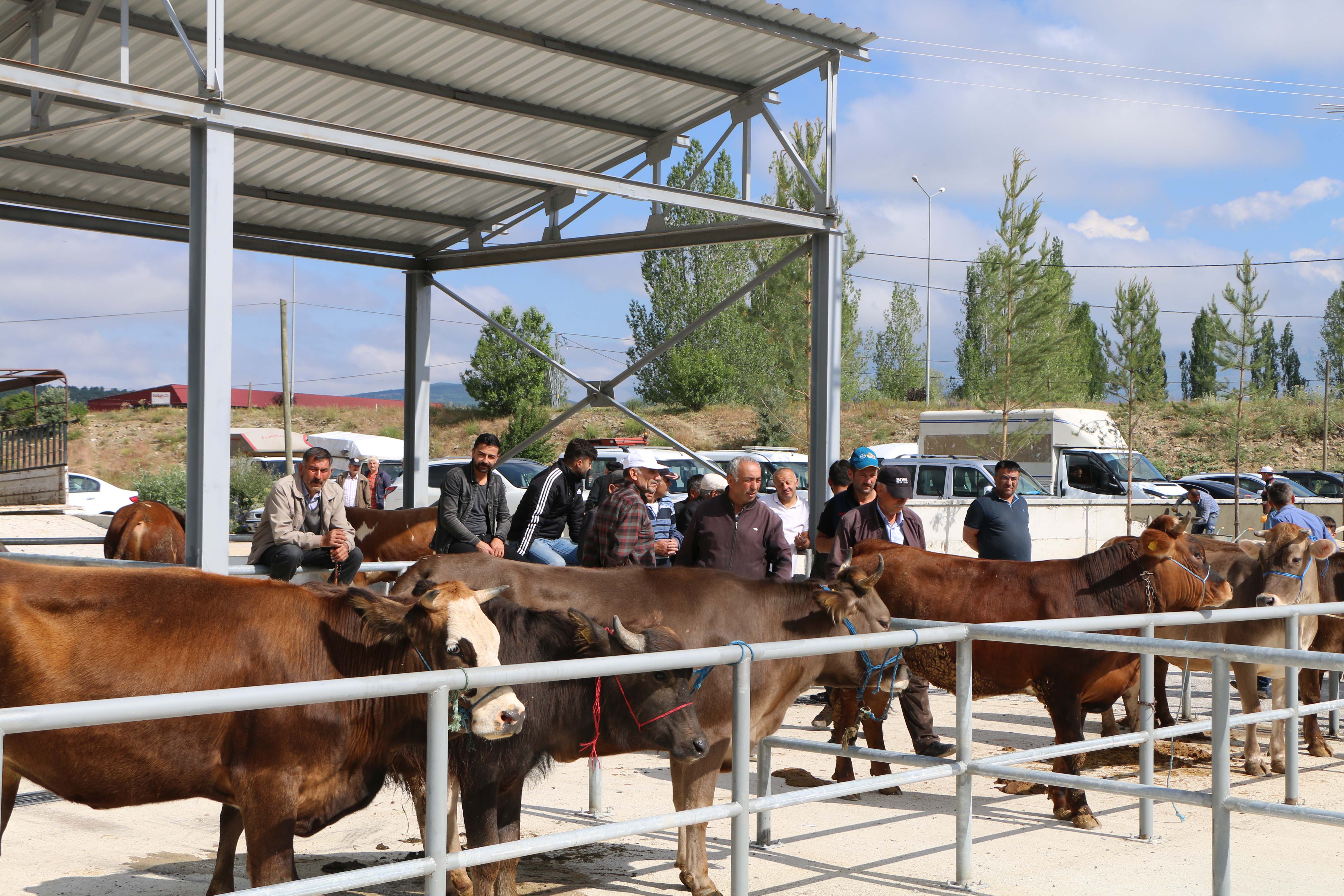 BELEDİYE CANLI HAYVAN PAZARI